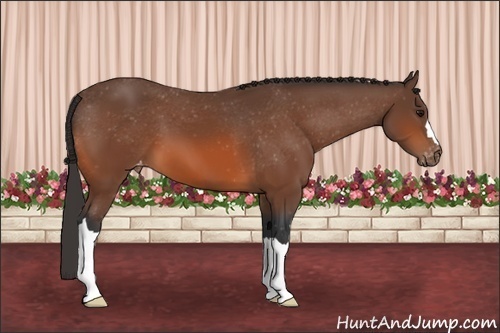 Horse Color: Bay Varnish 