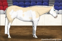 Horse Color:Silver Amber Cream Champagne Dun Splash Frame Rabicano