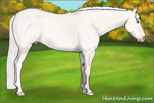 Horse Color: Silver Perlino Dun Rabicano 