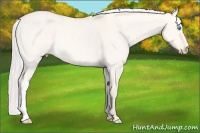 Horse Color:Silver Perlino Dun Rabicano 