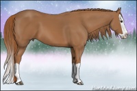 Horse Color:Chestnut Splash 