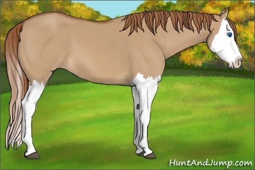 Horse Color: Red Dun Splash 