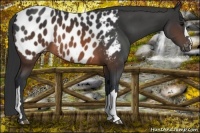 Horse Color:Brown Appaloosa
