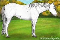 Horse Color:Black Appaloosa