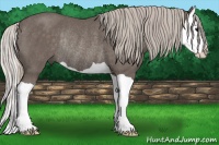 Horse Color:Silver Black Splash Rabicano