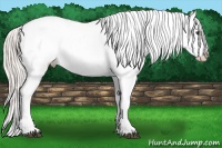 Horse Color:White Spotted Silver Bay Splash Appaloosa 