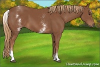 Horse Color:White Spotted Chestnut 