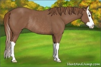 Horse Color:Chestnut Splash Rabicano 