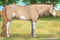 Horse Color:Gold Champagne 