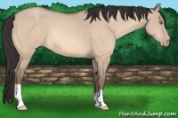 Horse Color:Amber Champagne Dun 