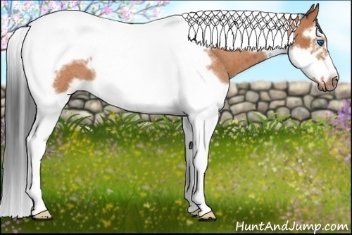 Horse Color: Bay Roan Splash Tobiano Frame Rabicano 