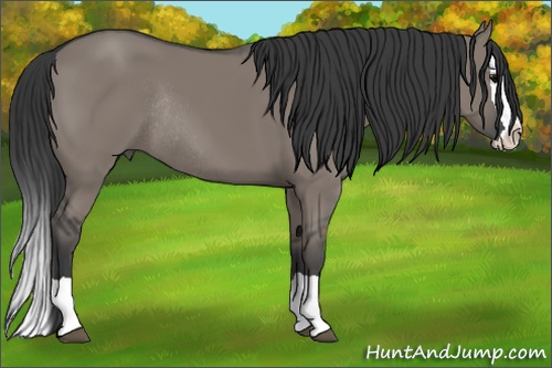 Horse Color: Grullo Splash Rabicano 