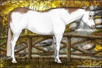 Horse Color:Red Roan Splash Frame 