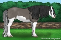 Horse Color:Grullo Splash 