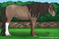 Horse Color:Classic Champagne 