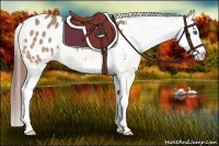 Horse Color:Bay Dun Splash Appaloosa Rabicano 