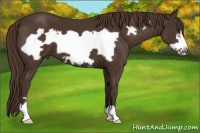 Horse Color:Liver Chestnut Frame 
