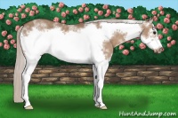 Horse Color:White Spotted Silver Grullo Sabino Frame