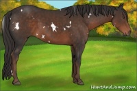 Horse Color:White Spotted Liver Chestnut 