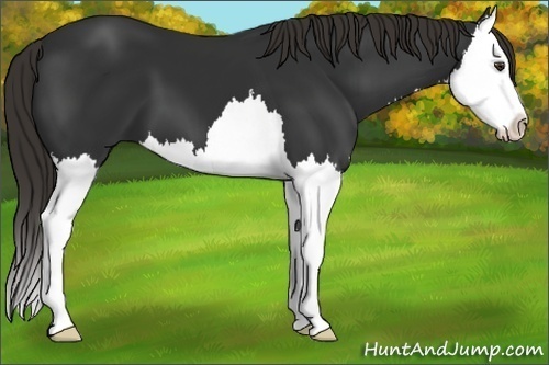 Horse Color: Unknown 