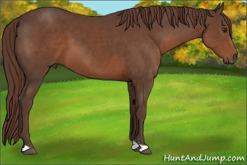 Horse Color: Liver Chestnut 
