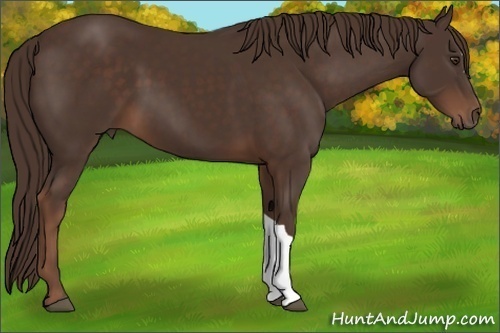 Horse Color: Liver Chestnut 