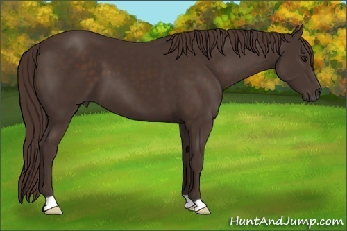 Horse Color: Liver Chestnut 