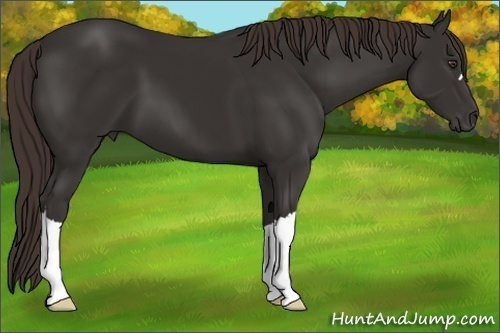 Horse Color: Liver Chestnut 