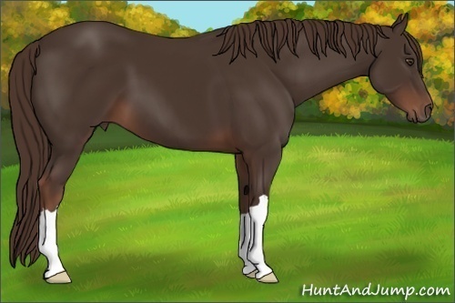 Horse Color: Liver Chestnut 