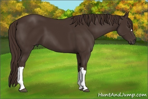Horse Color: Liver Chestnut 