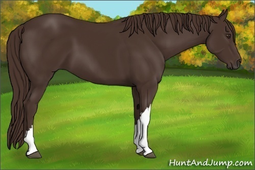 Horse Color: Liver Chestnut 
