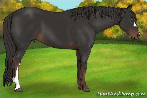 Horse Color: Liver Chestnut 