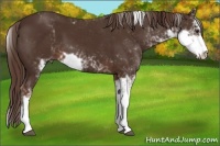 Horse Color:Liver Chestnut Sabino 