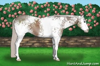 Horse Color:White Spotted Silver Black Sabino 