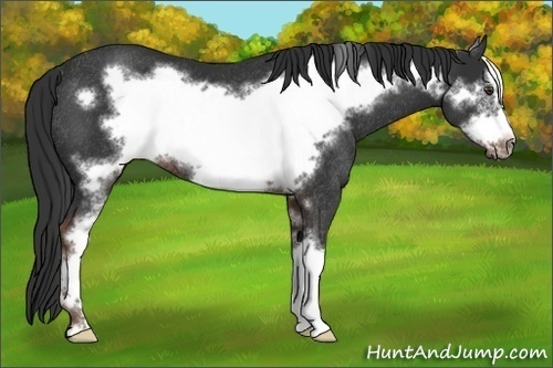Horse Color: Unknown 