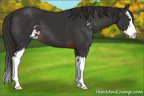 Horse Color: Unknown 