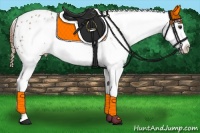 Horse Color:Chestnut Frame Appaloosa 