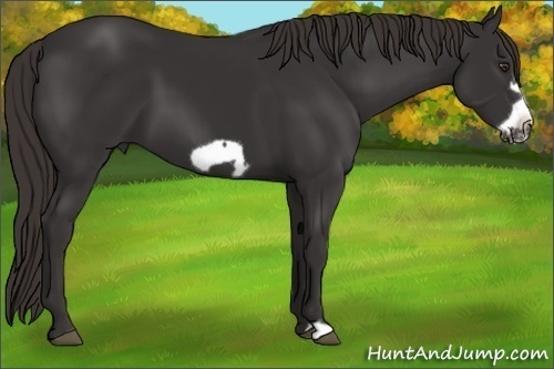 Horse Color: Liver Chestnut Frame 