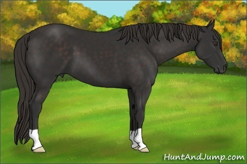 Horse Color: Liver Chestnut 
