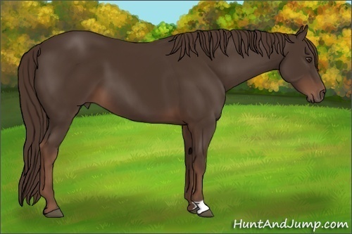 Horse Color: Liver Chestnut 