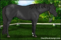 Horse Color:Liver Chestnut Rabicano