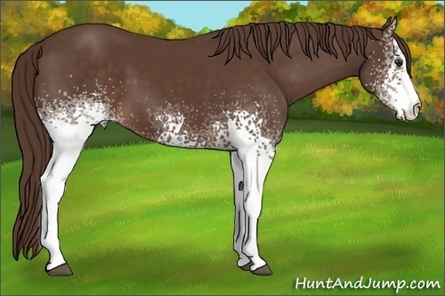 Horse Color: White Spotted Liver Chestnut 