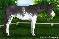 Horse Color:White Spotted Liver Chestnut