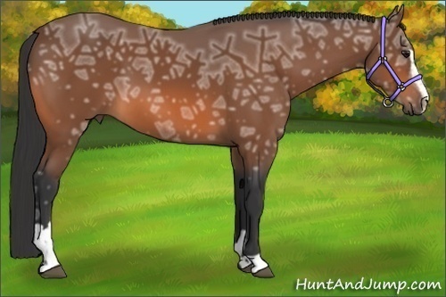 Horse Color: Bay Ice Sabino 