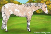 Horse Color:White Spotted Silver Bay Ice Roan Splash 