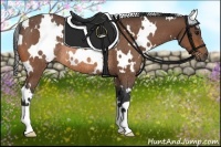 Horse Color:White Spotted Bay Rabicano