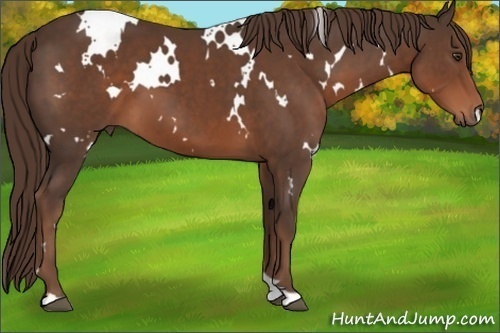 Horse Color: White Spotted Liver Chestnut 