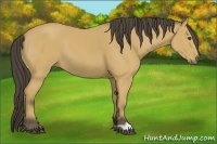 Horse Color:Buckskin 