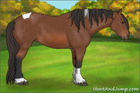 Horse Color:Bay Tobiano 