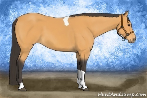 Horse Color:Buckskin Tobiano